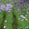 水生植物園の花菖蒲2