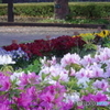 府中の森公園のツツジ４