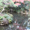 殿ヶ谷戸庭園　秋　池１