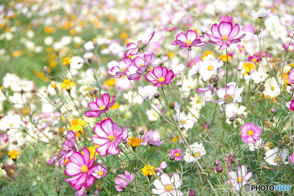 原っぱ南花畑４