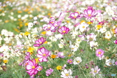 原っぱ南花畑４