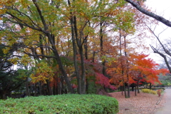 府中の森公園　秋２