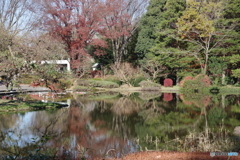 紅葉の神代植物公園の池