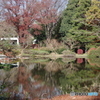 紅葉の神代植物公園の池
