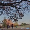 青空と紅葉の木の下の家族たち