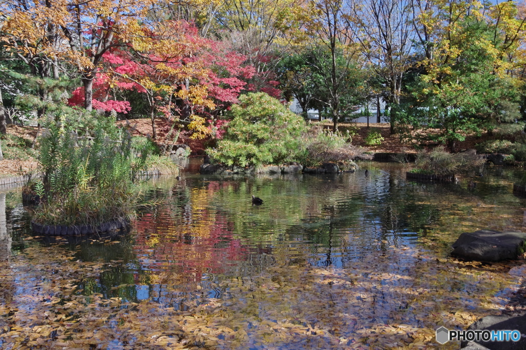 紅葉の日本庭園2