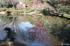 紅葉の神代植物公園の池２