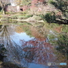 紅葉の神代植物公園の池２