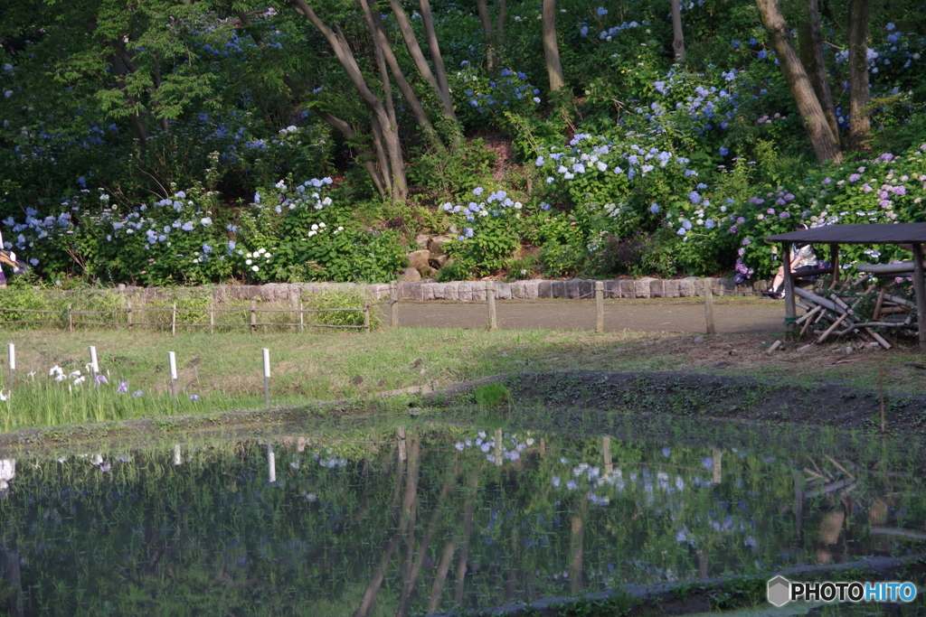 紫陽花と水田