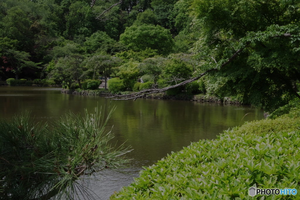 新緑の薬師池公園4