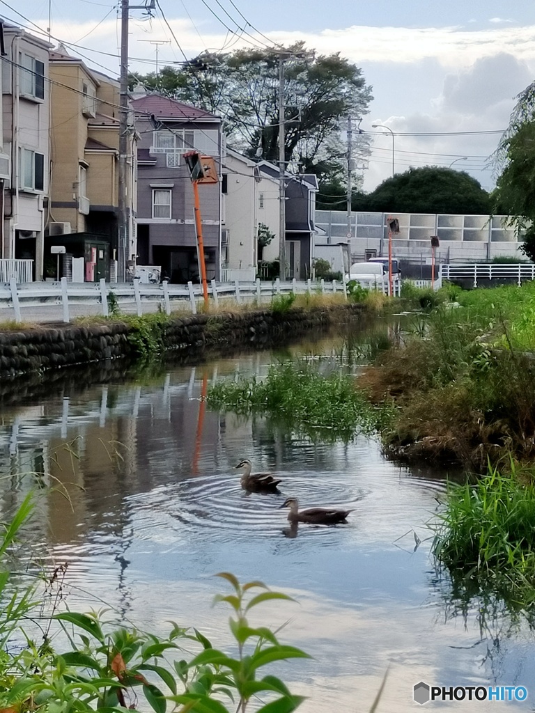 小川と鴨と空