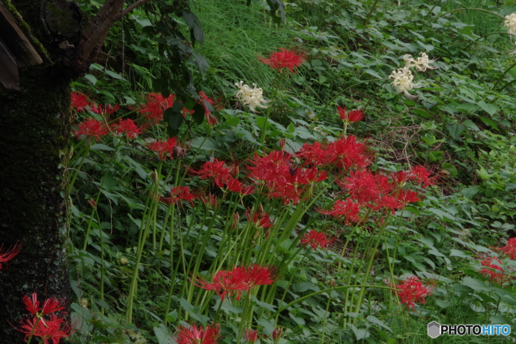 旧永井家周辺の曼珠沙華８