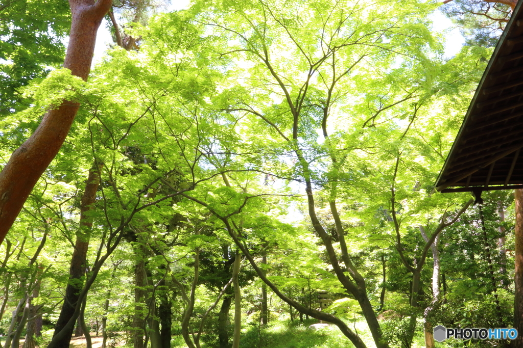 新緑の裏側