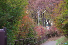 綾南公園　紅葉のトンネル