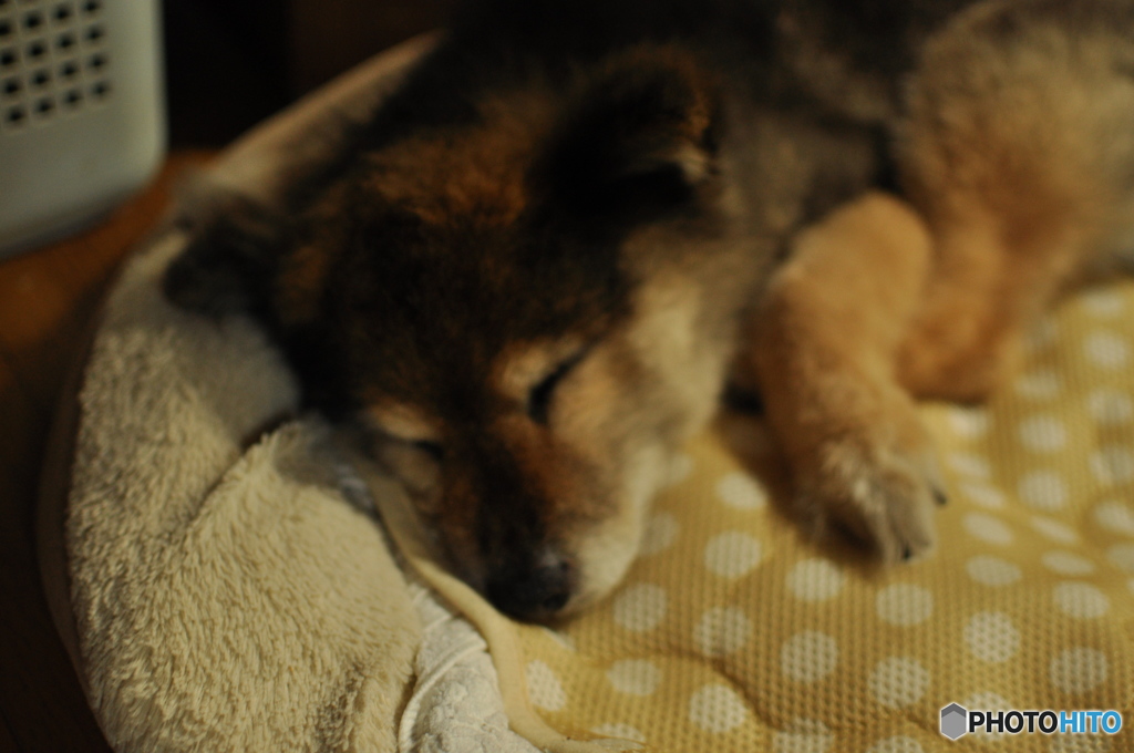 うちの犬