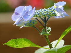 ふんわり紫陽花
