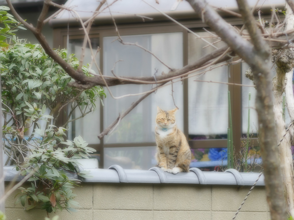猫ちゃん