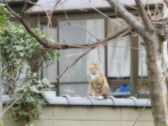 猫ちゃん