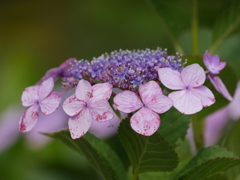 うす紫色の紫陽花