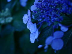 永遠なる花