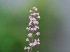 草花