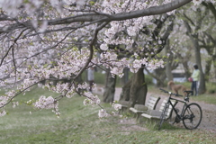 友愛の桜みち