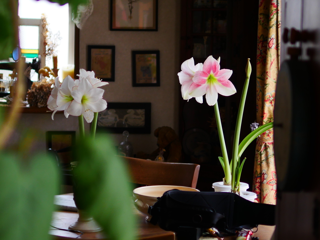 Amaryllis