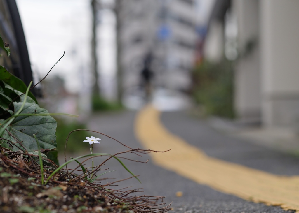 白いお花