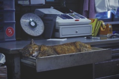 ねこモノガタリ