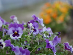 花’s