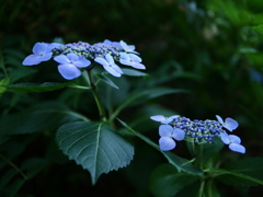 シーボルトに愛された花