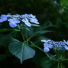 シーボルトに愛された花