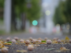 雨上がりの朝
