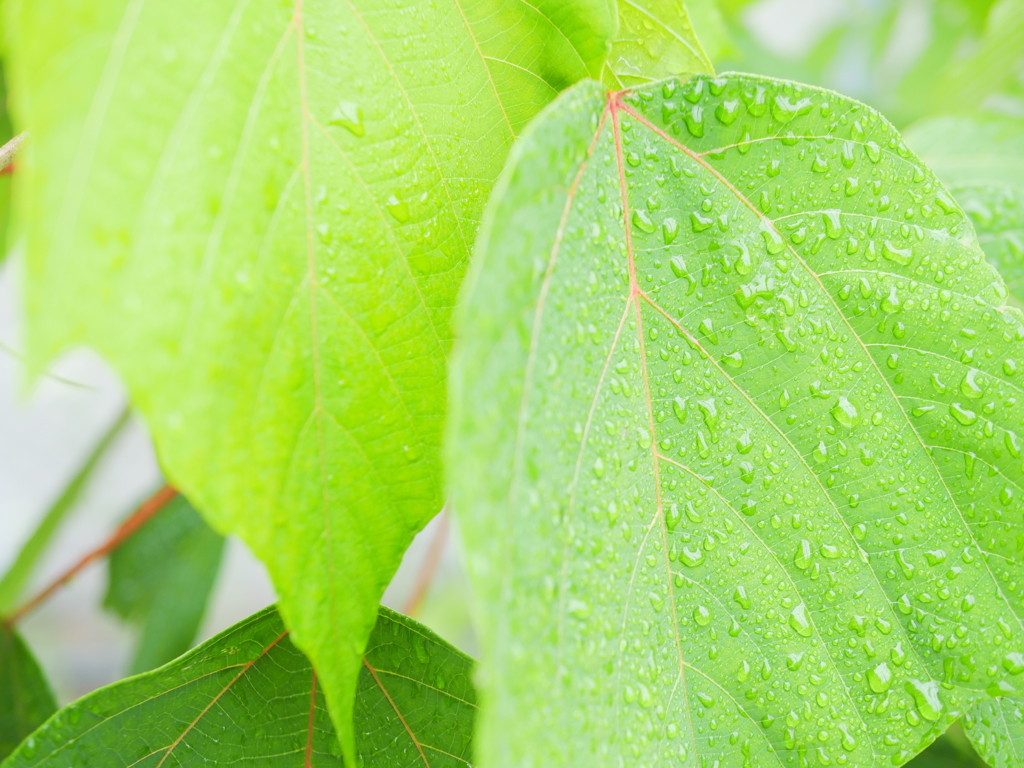 雨粒