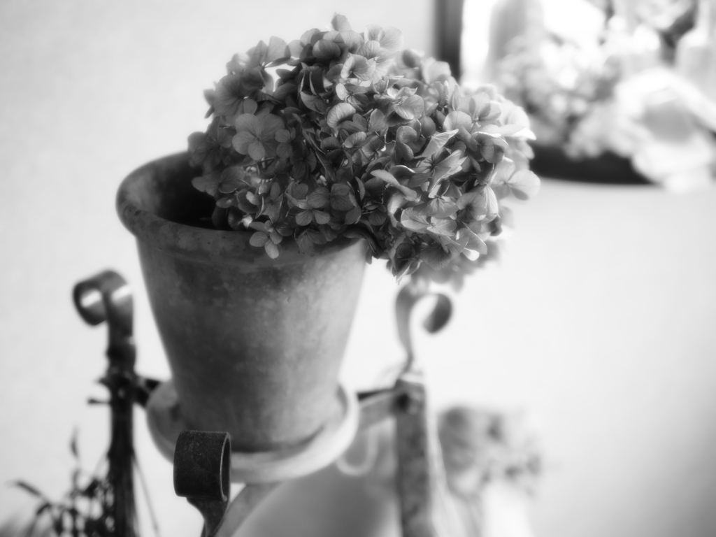 bonjour fleur
