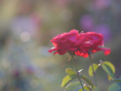 赤い薔薇