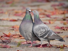 いつも2人がいいね。
