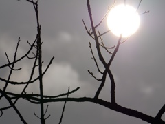 蕾