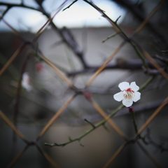 花に名前を