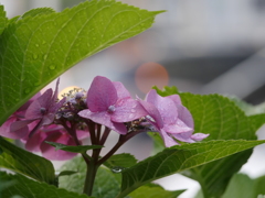 しっぽり紫陽花