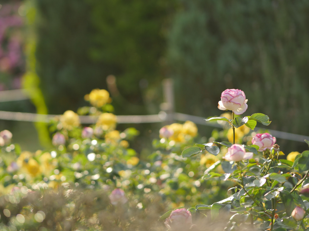 夕暮れのバラ園