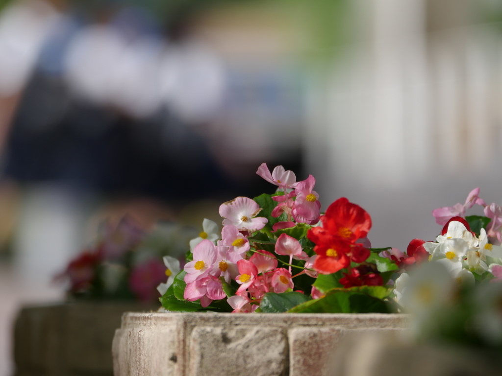 通勤、通学、花壇のお花