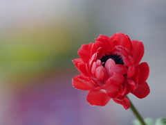 カラフルフラワー