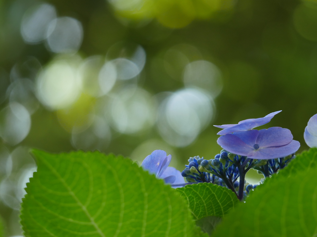 鮮やかな紫陽花