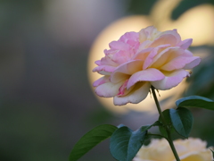 まんまるのような薔薇