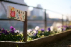 チューリップ