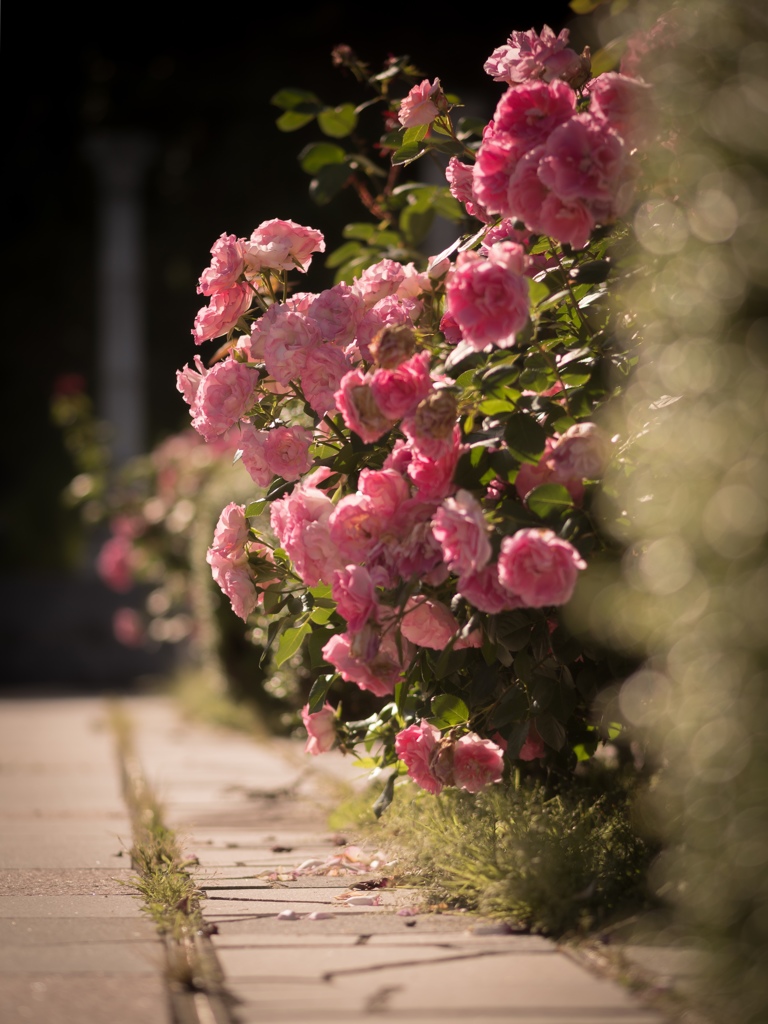 棘なき薔薇