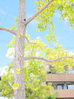 銀杏の夏