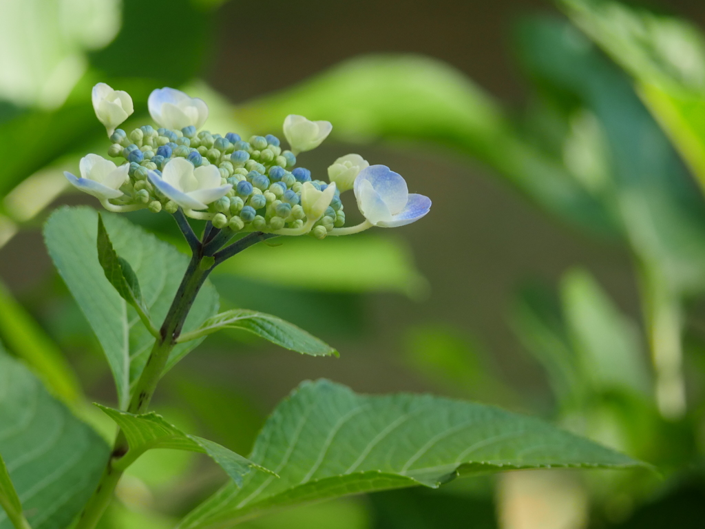 ほんのり紫陽花