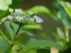 ほんのり紫陽花